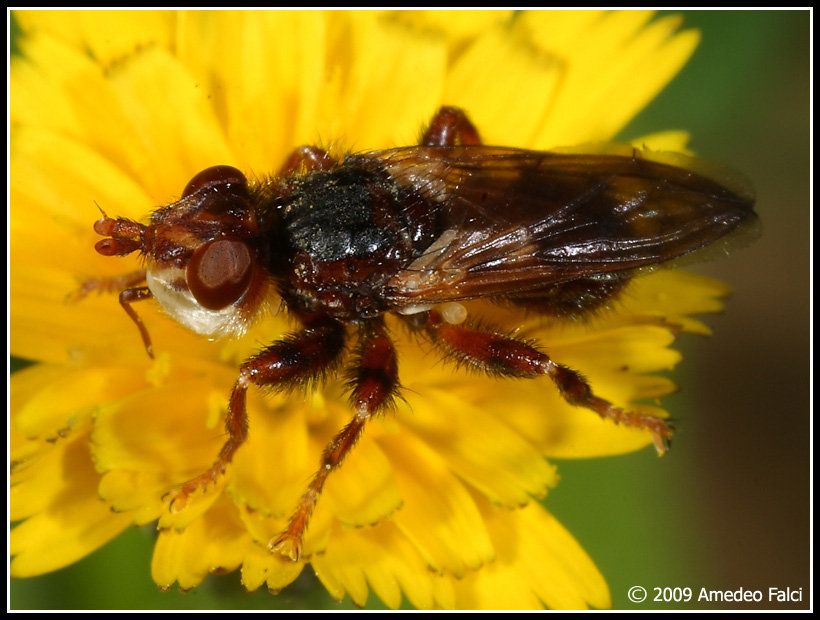 Dalla Sicilia: Myopa del gruppo testacea (Conopidae)